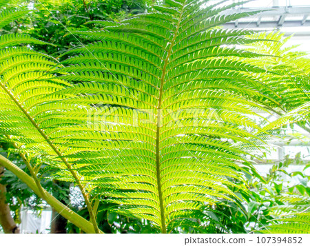 Beautiful pattern of young leaves of Hego 107394852