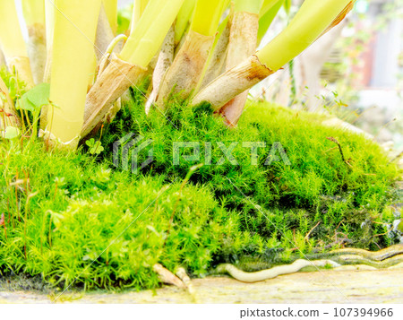 Interesting and beautiful world of moss close-up Interesting and beautiful world of moss close-up 107394966