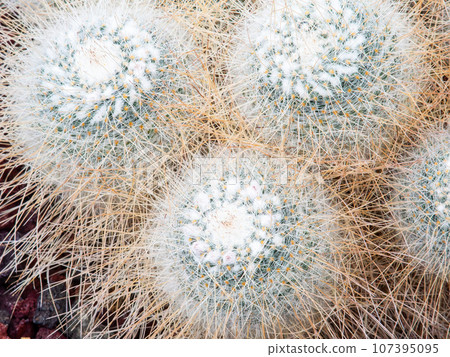 Very mysterious cactus spines 107395095