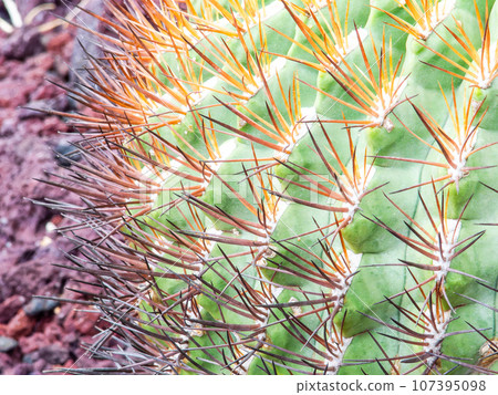 Very mysterious cactus spines 107395098