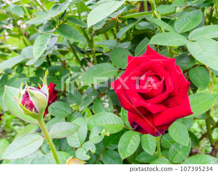 Colorful and beautiful autumn roses that have begun to bloom 107395234