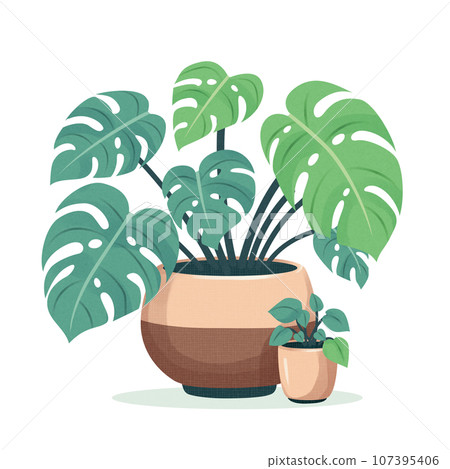 花盆裡龜背竹的插圖 107395406