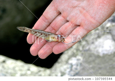 用活餌釣魚,瞄準根魚 用活餌釣魚,瞄準根魚 107395544