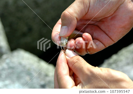用活餌釣魚,瞄準根魚 用活餌釣魚,瞄準根魚 107395547