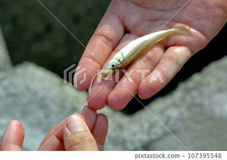 用活餌釣魚,瞄準根魚 用活餌釣魚,瞄準根魚 107395548
