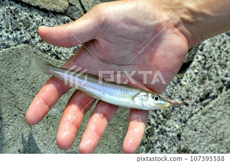 I caught a white-tailed squirrel for live bait. I caught a white-tailed squirrel for live bait. 107395588