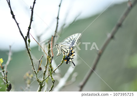Swallowtail that lays eggs on herbs and Japanese pepper 107395725