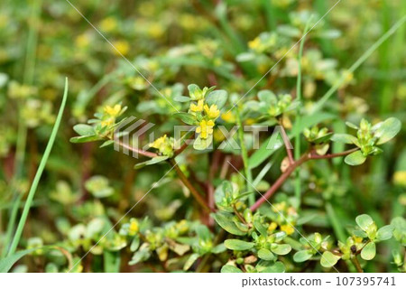 yellow purslane flowers 107395741