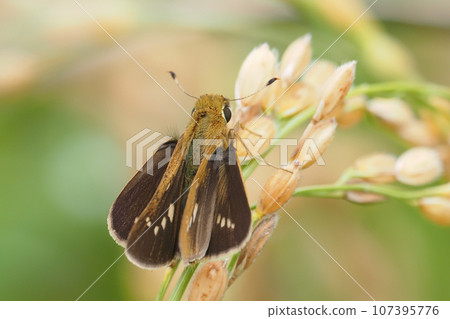 Ichimonjiseseri perching on the rice ears 107395776