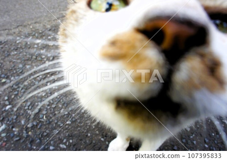 Cat curious about camera lens 107395833