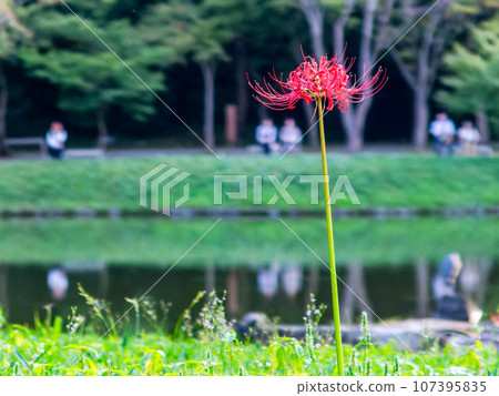 秋天的標誌：嬌嫩的蜘蛛百合濕潤地綻放 107395835