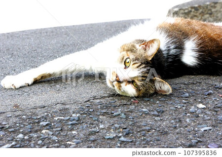 貓在樹蔭下放鬆 107395836