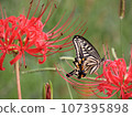 吮紅色群孤挺花的花蜜的Swallowtail蝴蝶 107395898