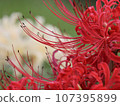 紅蜘蛛百合特寫 107395899