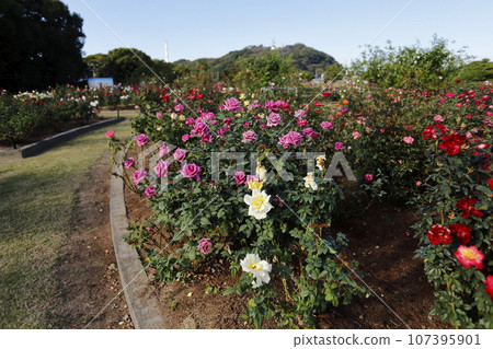 Arao City Ominous Citizen Flower Bed Rose Flower, 107395901