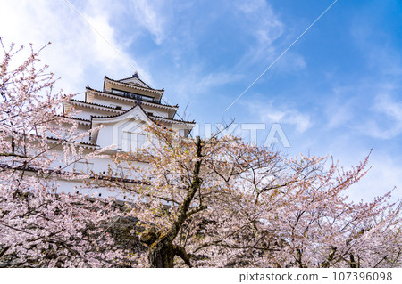 福島縣會津若松市 春天櫻花盛開的會津若松城的天守閣和石牆 107396098