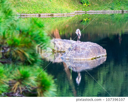 A heron standing on a stone structure in a pond in the evening 107396107