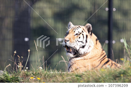 Amour tiger on the green grass Amour tiger on the green grass 107396209