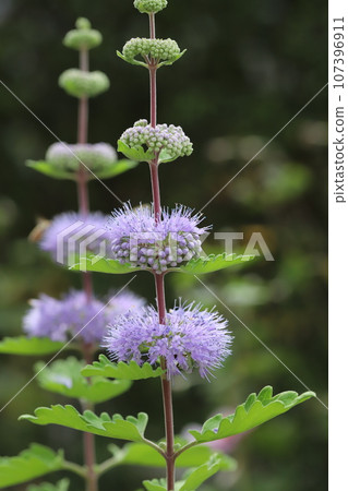 秋天花園裡盛開的紫丹菊花 秋天花園裡盛開的紫丹菊花 107396911
