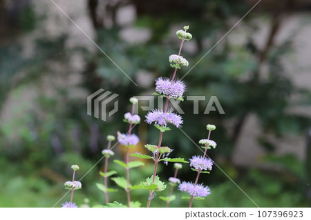 Purple dangiku flowers blooming in the autumn garden 107396923