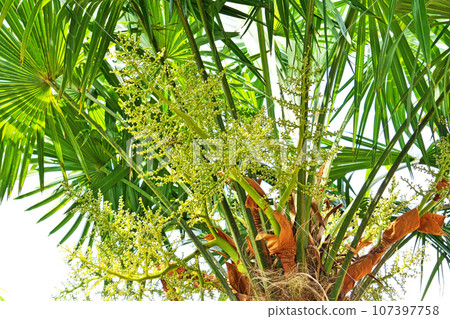 Palm fruit (spring, May) 107397758