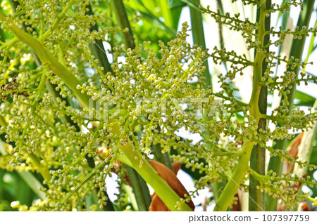 Palm fruit (spring, May) 107397759