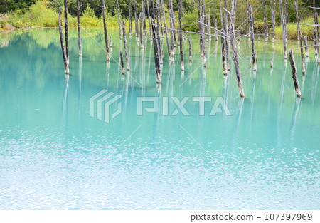 "Shirokane Blue Pond" in Biei, Hokkaido "Shirokane Blue Pond" in Biei, Hokkaido 107397969