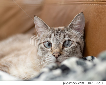 A cat staring at you 107398211