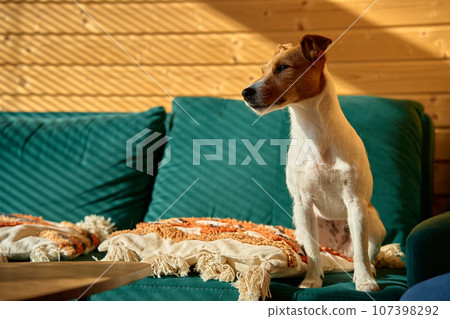 Dog standing on sofa in living room. Stylish home interior with curious pet on place for relax. Jack Russel terrier portrait Dog standing on sofa in living room. Stylish home interior with curious pet on place for relax. Jack Russel terrier portrait 107398292