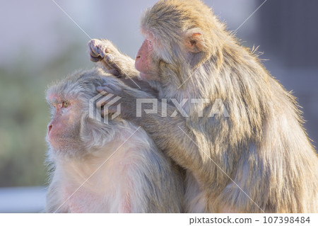 Tobu Zoological Park Friendly Monkey 107398484