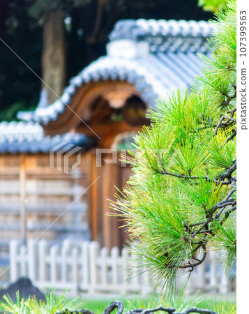 Beautiful pine trees and elegant Nagayamon gate 107399563