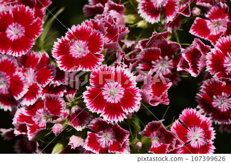 Beautiful dianthus flower Beautiful dianthus flower 107399626
