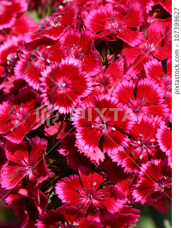 Beautiful dianthus flower Beautiful dianthus flower 107399627