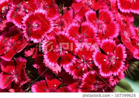 Beautiful dianthus flower Beautiful dianthus flower 107399628