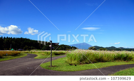 Cosmos field overlooking Mt. Iwate, Iwate Prefecture, Gosho Lake Regional Park Cosmos field overlooking Mt. Iwate, Iwate Prefecture, Gosho Lake Regional Park 107399629