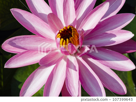 Blooming lotus 107399643