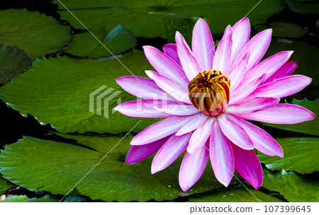 綻放的蓮花 107399645