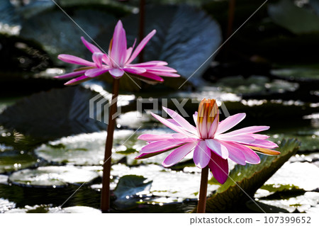 Blooming lotus 107399652