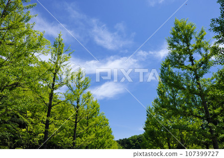 Fresh green forest and blue sky 107399727