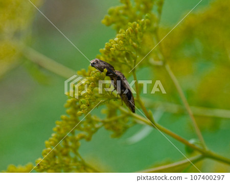 Ominae flower-visiting insect, click beetle family, Shimofurikometsuki Ominae flower-visiting insect, click beetle family, Shimofurikometsuki 107400297
