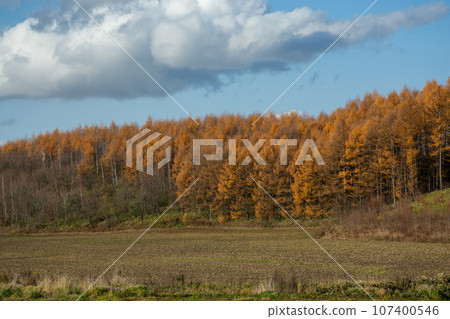 Autumn golden larch forest and autumn fields Autumn golden larch forest and autumn fields 107400546