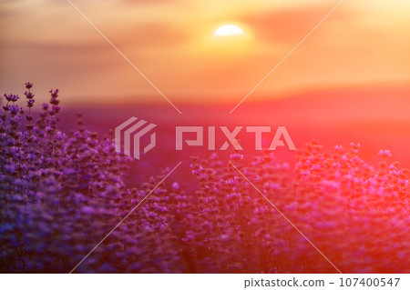 Blooming lavender in a field at sunset in Provence. Fantastic summer mood, floral sunset landscape of meadow lavender flowers. Peaceful bright and relaxing nature scenery. Blooming lavender in a field at sunset in Provence. Fantastic summer mood, floral sunset landscape of meadow lavender flowers. Peaceful bright and relaxing nature scenery. 107400547