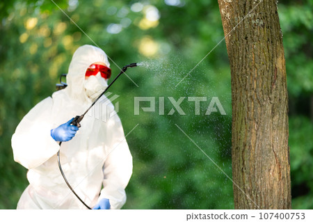 A worker sprays pesticides on trees outdoors, close-up. Pest control A worker sprays pesticides on trees outdoors, close-up. Pest control 107400753