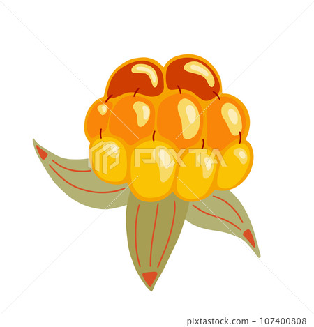 Cloudberry vector illustration. Bright yellow orange berry. Northern fruit isolated on white background. Hand drawn arctic tundra forest healthy vitamin food for packaging. Nordic cuisine ingredient Cloudberry vector illustration. Bright yellow orange berry. Northern fruit isolated on white background. Hand drawn arctic tundra forest healthy vitamin food for packaging. Nordic cuisine ingredient 107400808