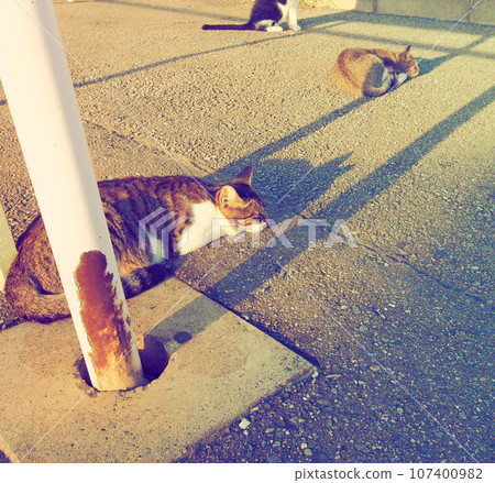 A stray cat taking a nap on the asphalt in the setting sun A stray cat taking a nap on the asphalt in the setting sun 107400982