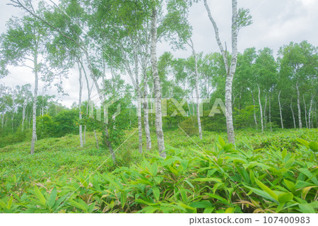 Japan's largest white birch colony [Summer Yachiho Highlands] 107400983