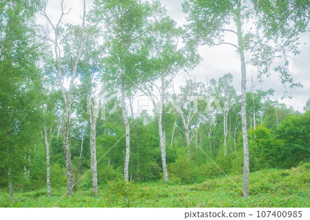 Japan's largest white birch colony [Summer Yachiho Highlands] 107400985