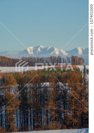 Yellow-leaved larch forest and snow-capped mountain range, Mt. Optateshike Yellow-leaved larch forest and snow-capped mountain range, Mt. Optateshike 107401009