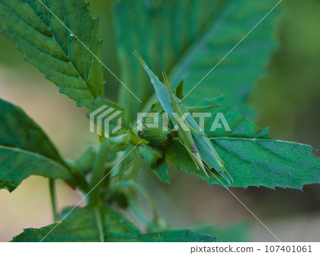 一對深色蚱蜢棲息在巨大的豚草葉子上。 一對深色蚱蜢棲息在巨大的豚草葉子上。 107401061