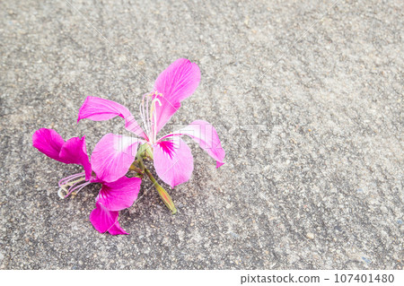 Purple Orchid Tree on the ground Purple Orchid Tree on the ground 107401480